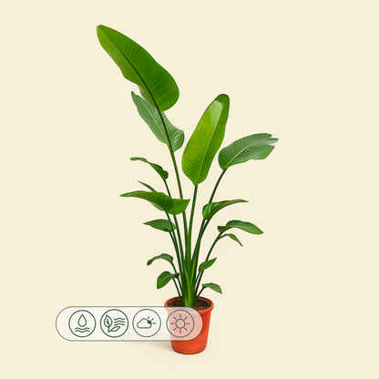 Baumstrelitzie – Giant White Bird of Paradise – Strelitzia nicolai - 190 cm - ø25-27 - Luna's Leaf Co. 
