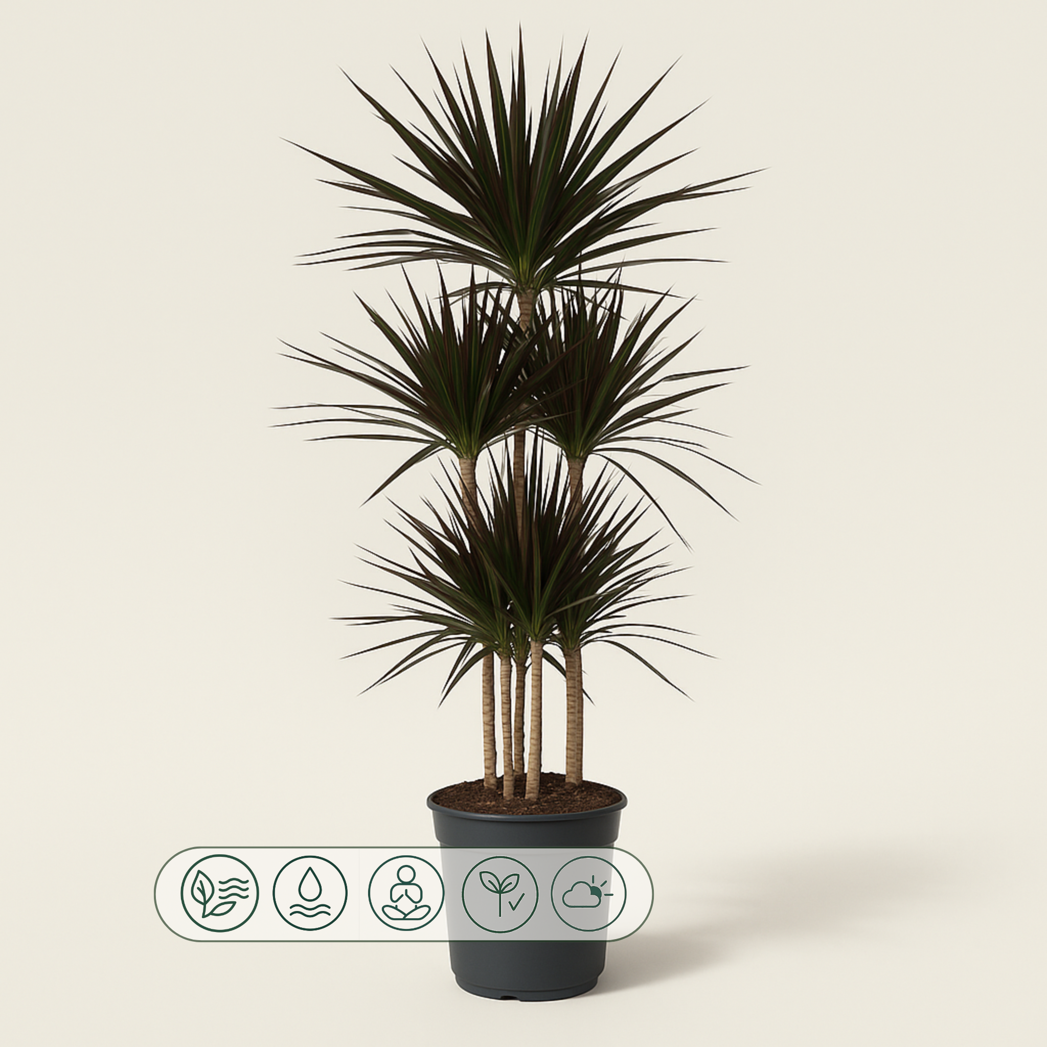 Drachenbaum Magenta Carrousel – Dracaena marginata 'Magenta Carrousel' - 150cm - ø31 - Luna's Leaf Co. 