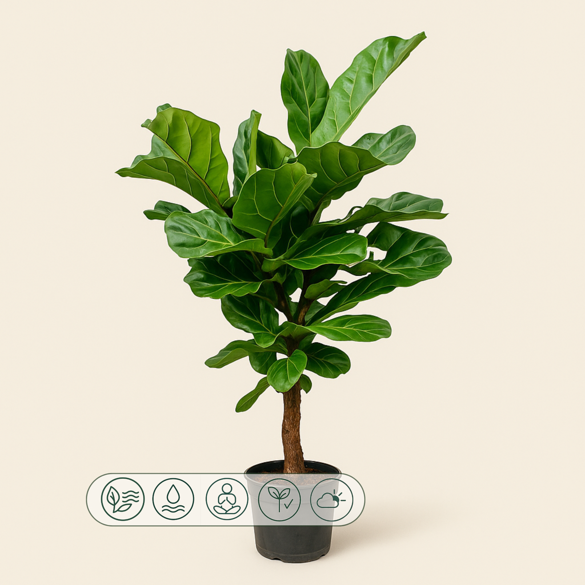Geigenfeige vertakt – Ficus lyrata - 150 cm - ø24 - Luna's Leaf Co. 