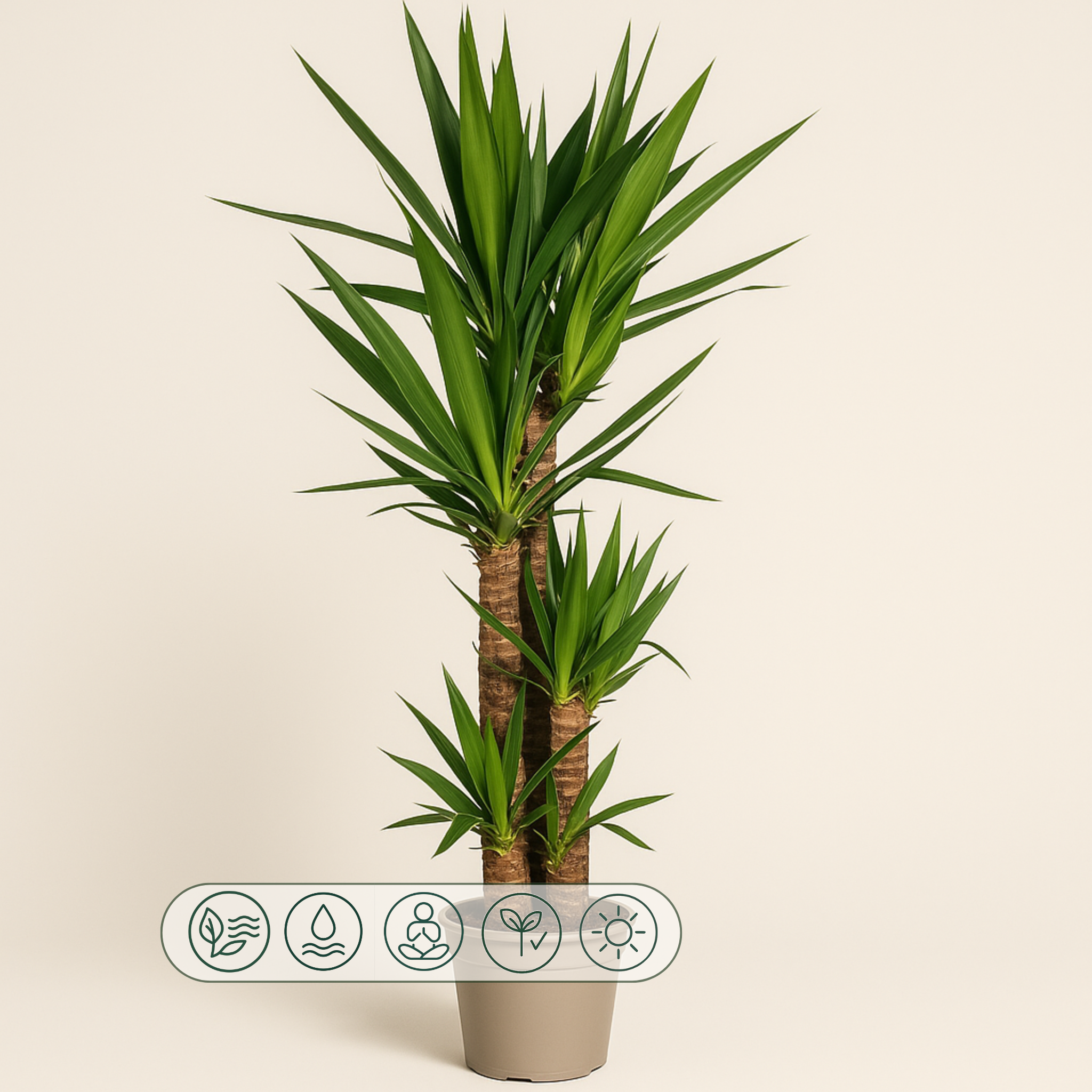 Yucca Palme – Yucca elephantipes - 160 cm - Ø27cm - Luna's Leaf Co. 