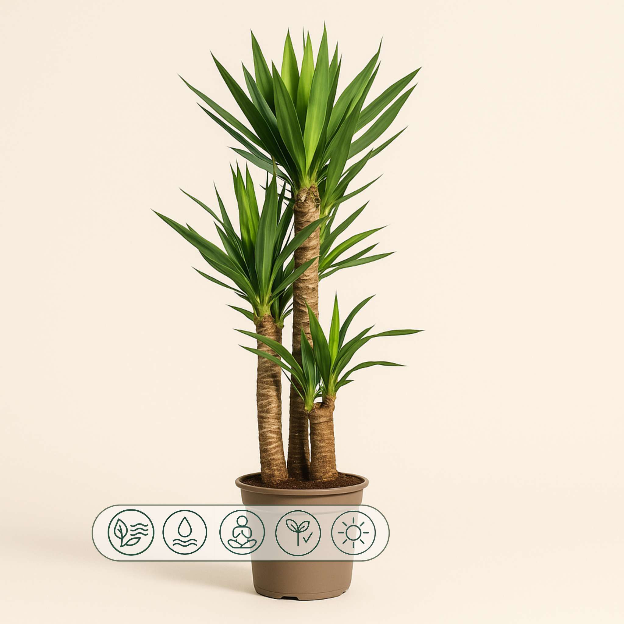 Yucca Palme – Yucca elephantipes - 130 - Ø24cm - Luna's Leaf Co. 