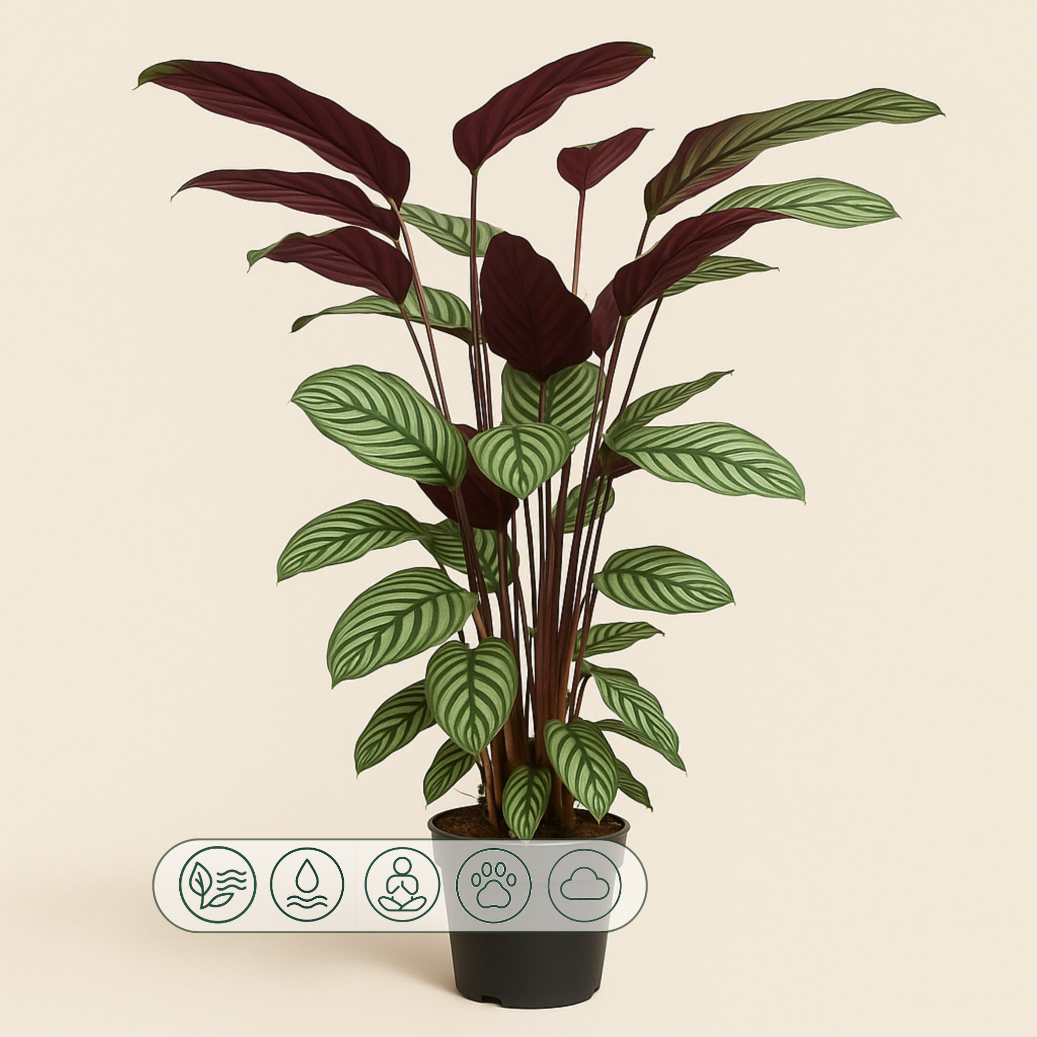 Calathea Oppenheimiana - 130 cm - ø27 - Luna's Leaf Co. 