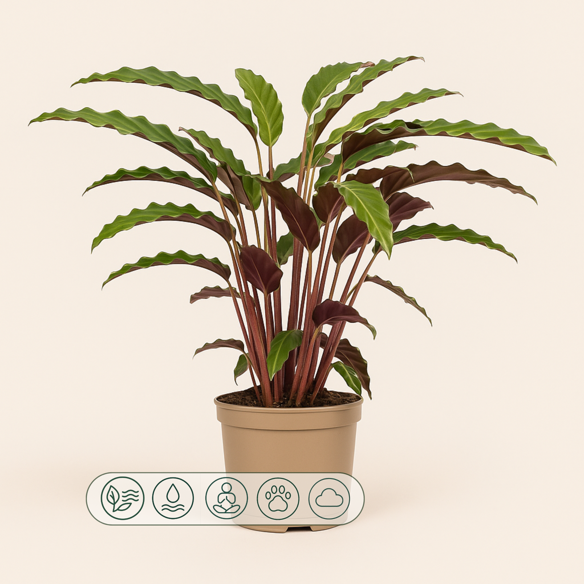 Calathea Rufibarba - 45 cm - Ø17cm - Luna's Leaf Co. 