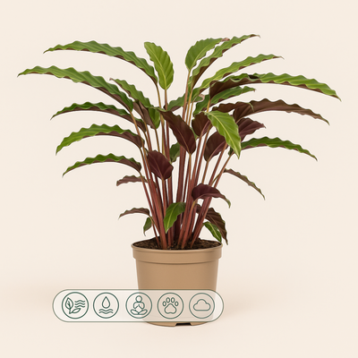 Calathea Rufibarba - 45 cm - Ø17cm - Luna's Leaf Co. 