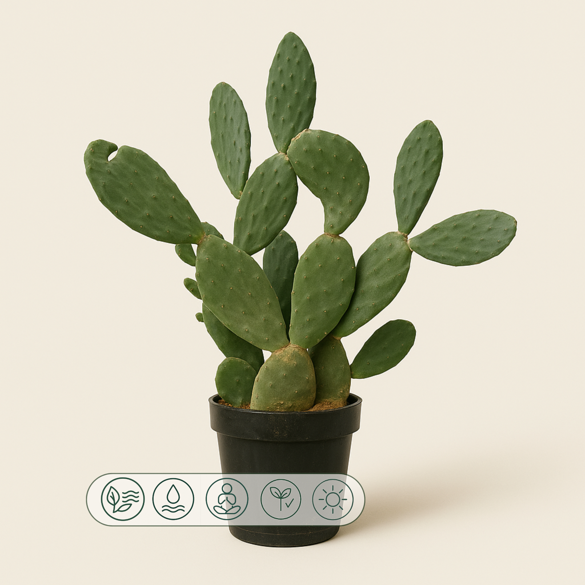 Feigenkaktus – Opuntia ficus-indica - 120 cm - Ø50cm - Luna's Leaf Co. 