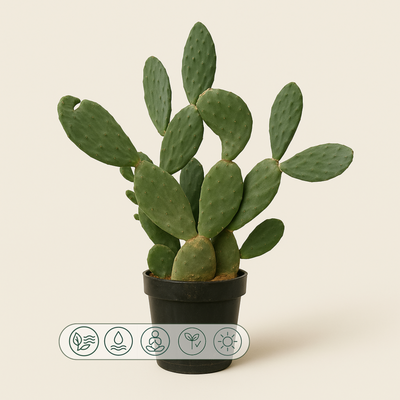 Feigenkaktus – Opuntia ficus-indica - 120 cm - Ø50cm - Luna's Leaf Co. 