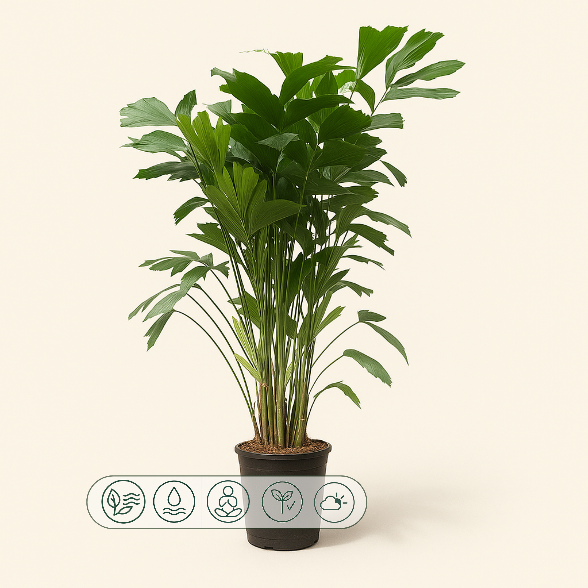 Caryota Mitis - 180 cm - Ø27 - Luna's Leaf Co. 