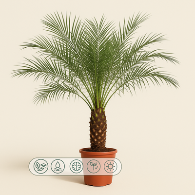Zwerg-Dattelpalme – Phoenix roebelenii - 160 cm - ø27 - Luna's Leaf Co. 