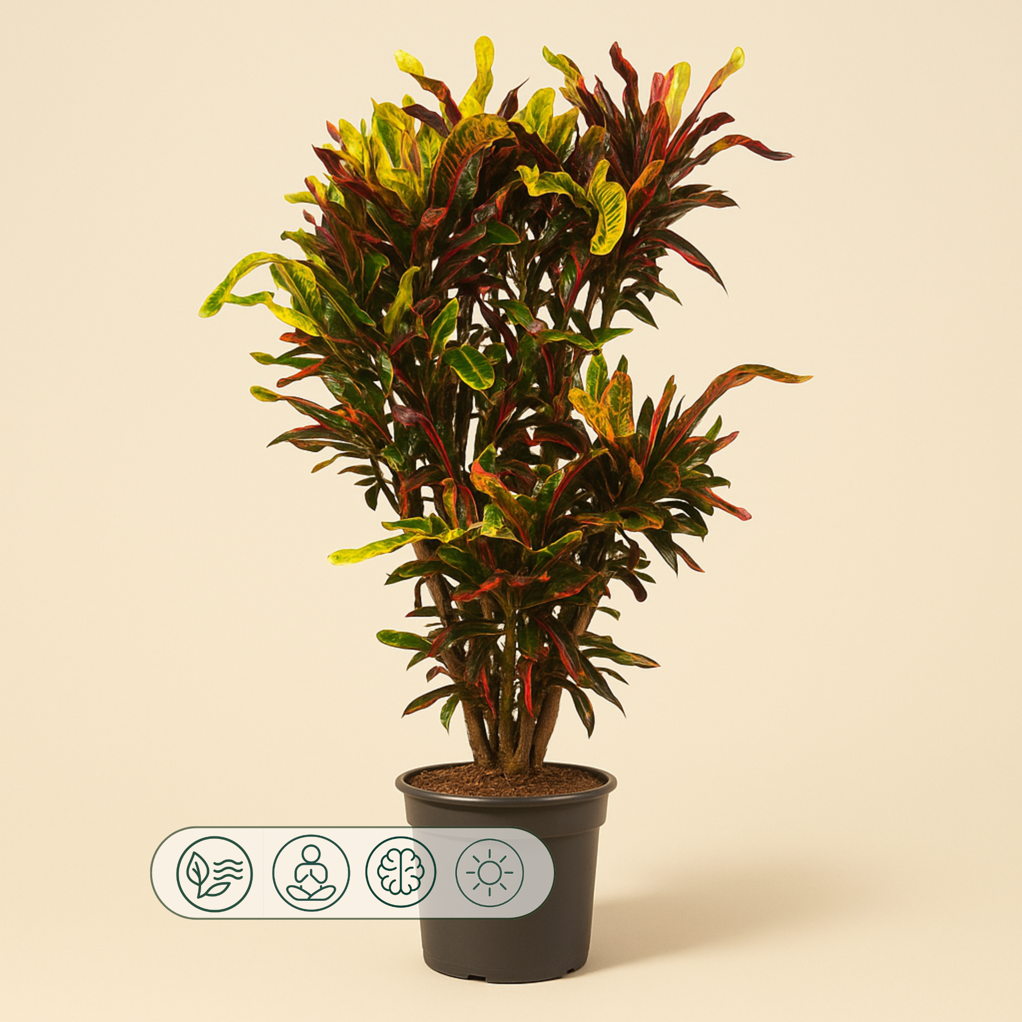 Kroton Mammi – Codiaeum variegatum ‘Mammi’ - 120 cm - ø31 - Luna's Leaf Co. 