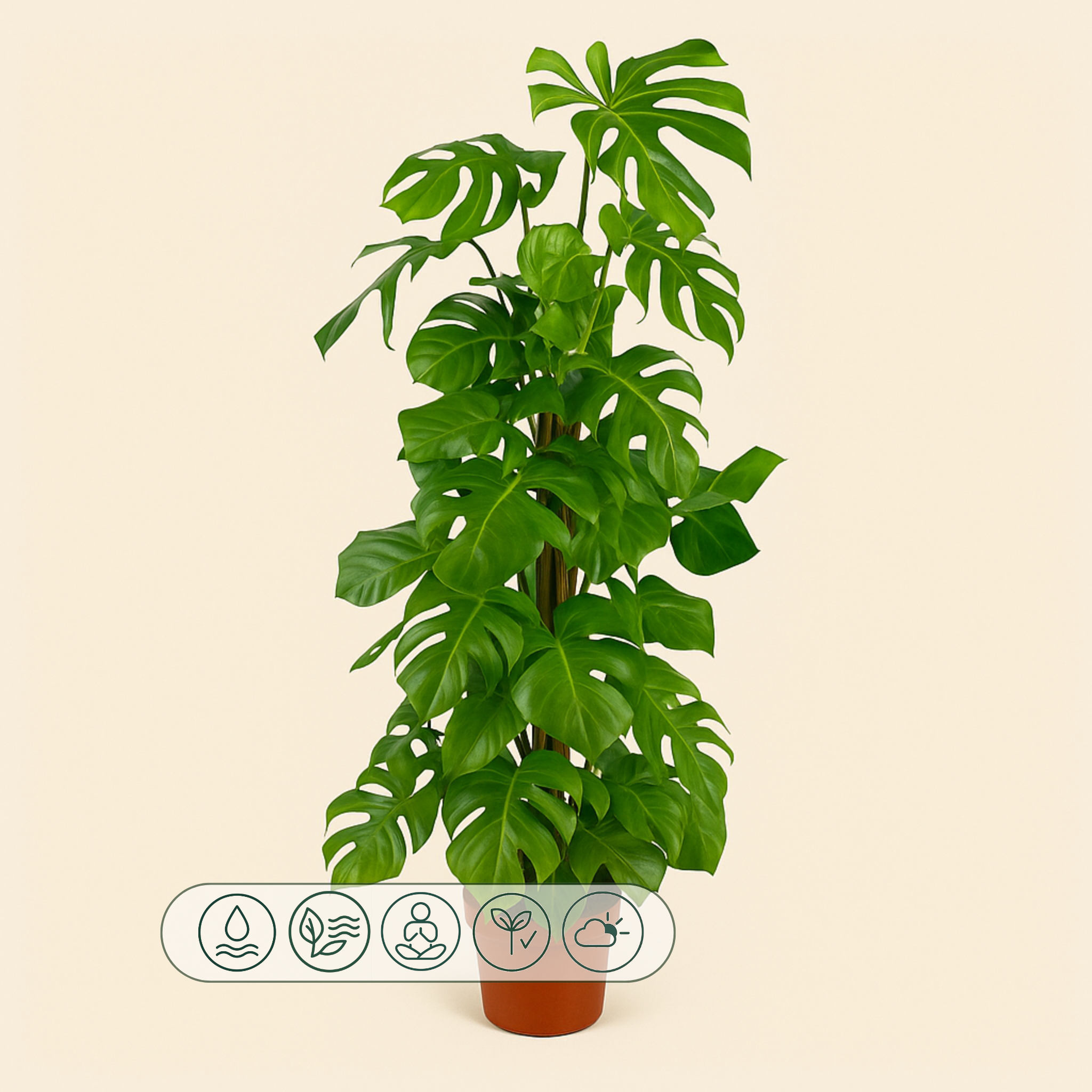 Fensterblatt XXL – Swiss Cheese Plant – Monstera deliciosa - 150cm - ⌀27 - Luna's Leaf Co. 