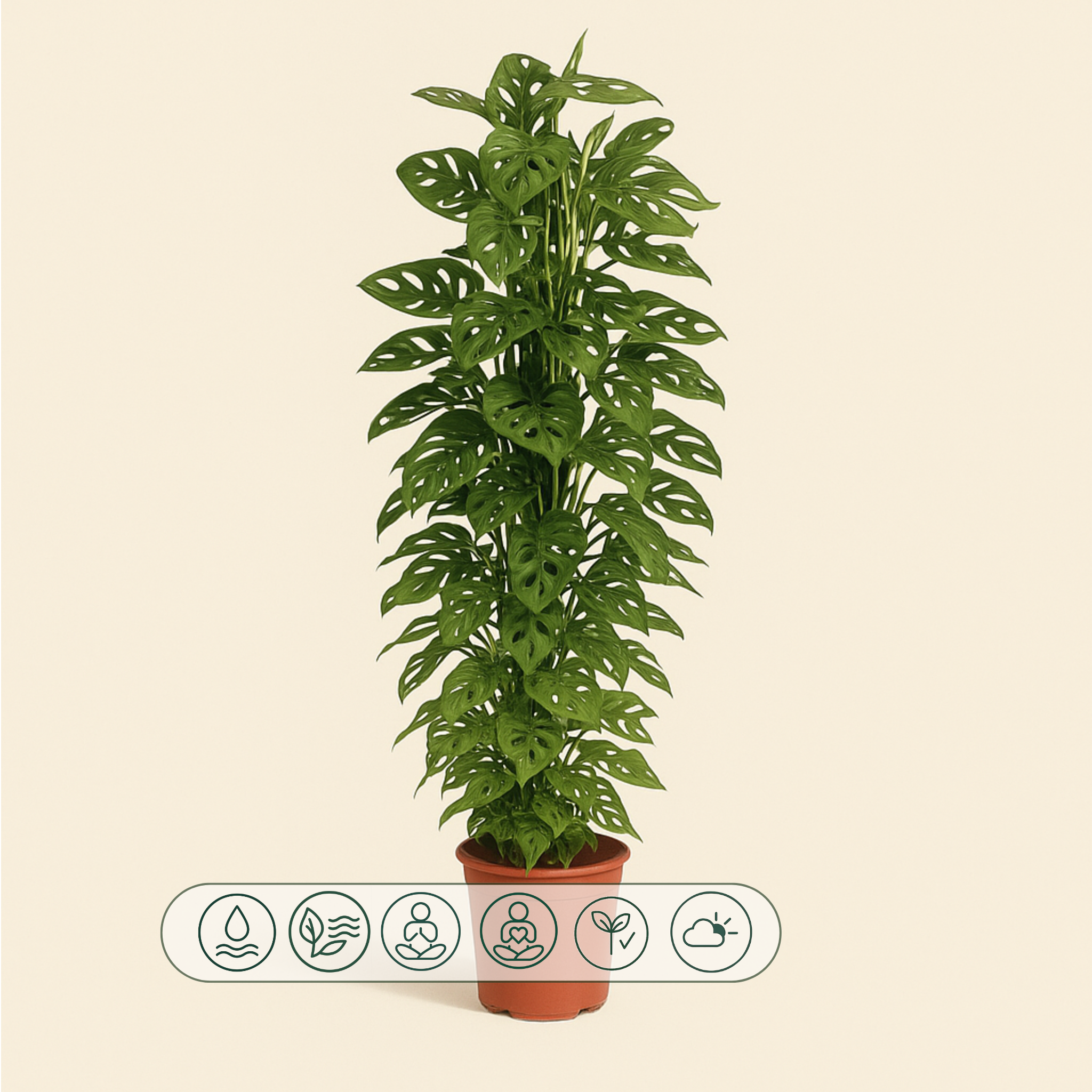 Monkey Leaf XXL – Fensterblatt mit Rankgitter – Monstera adansonii - 170 cm - ø27 - Luna's Leaf Co. 