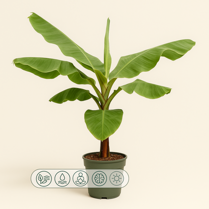 Bananenpflanze – Musa acuminata - 170cm - Ø30 - Luna's Leaf Co. 