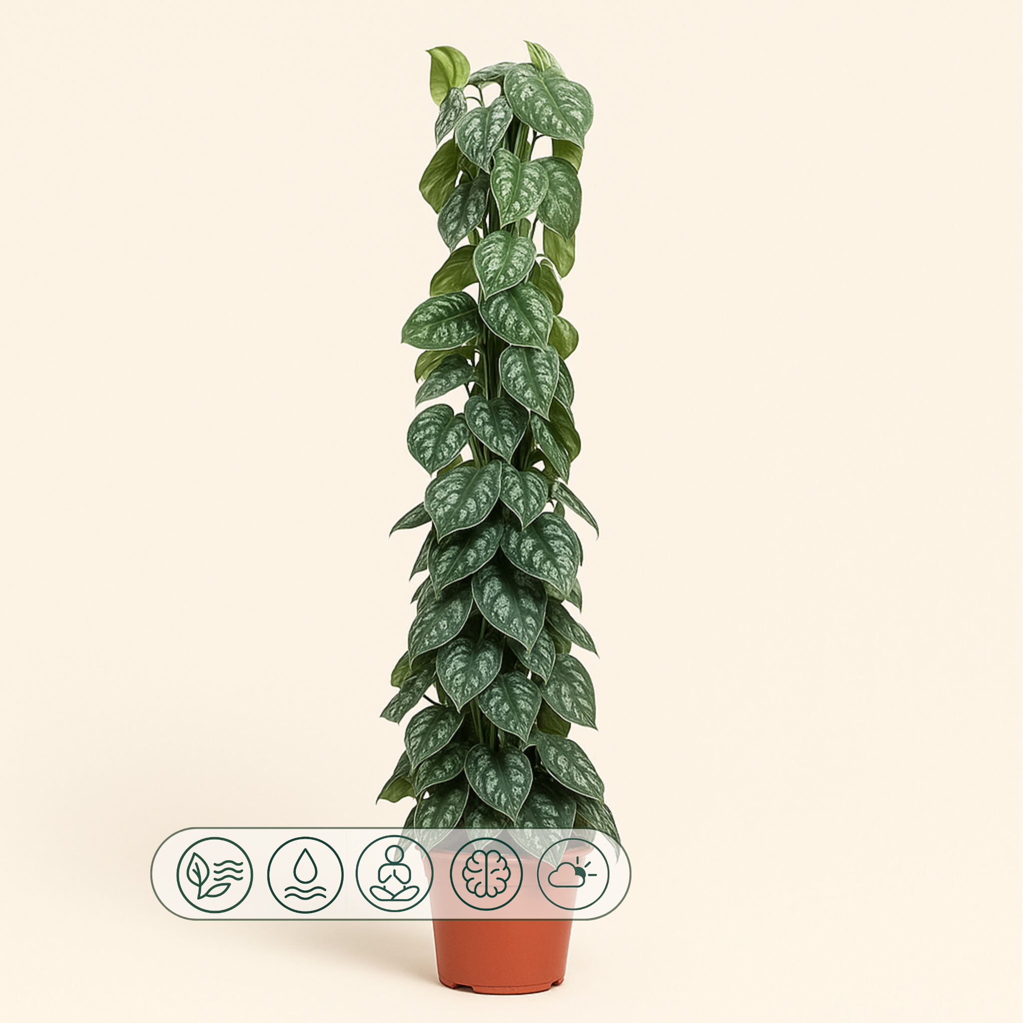 Scindapsus Pictus Trebie gaasrek - 160 cm - ø27 - Luna's Leaf Co. 