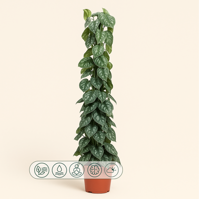 Scindapsus Pictus Trebie gaasrek - 160 cm - ø27 - Luna's Leaf Co. 
