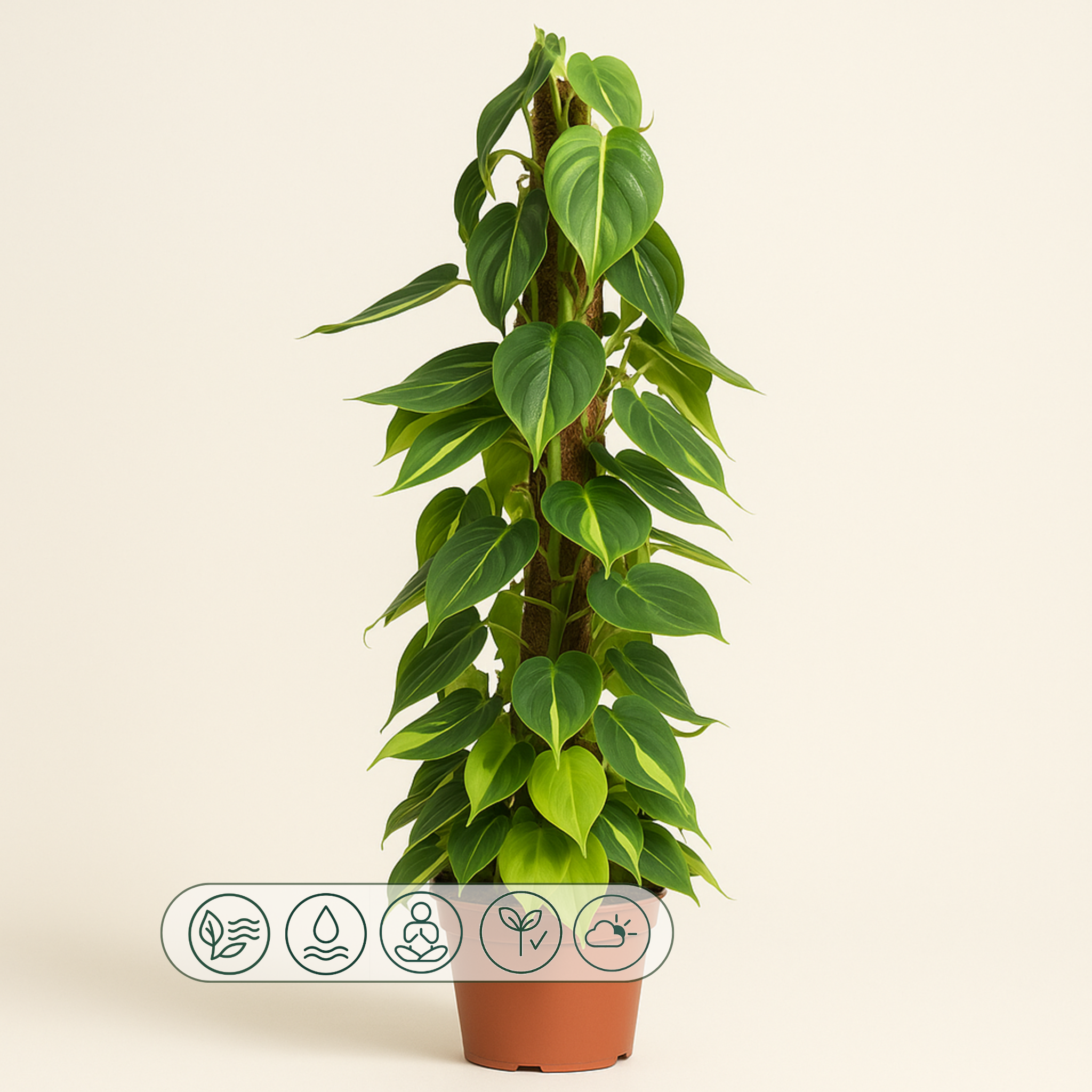 Philodendron Scandens Brasil am Moosstab - 150 cm - ø27 - Luna's Leaf Co. 