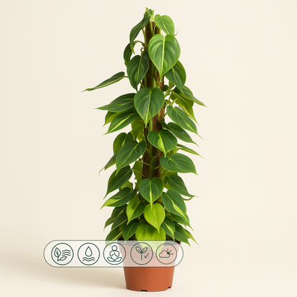 Philodendron Scandens Brasil am Moosstab - 150 cm - ø27 - Luna's Leaf Co. 