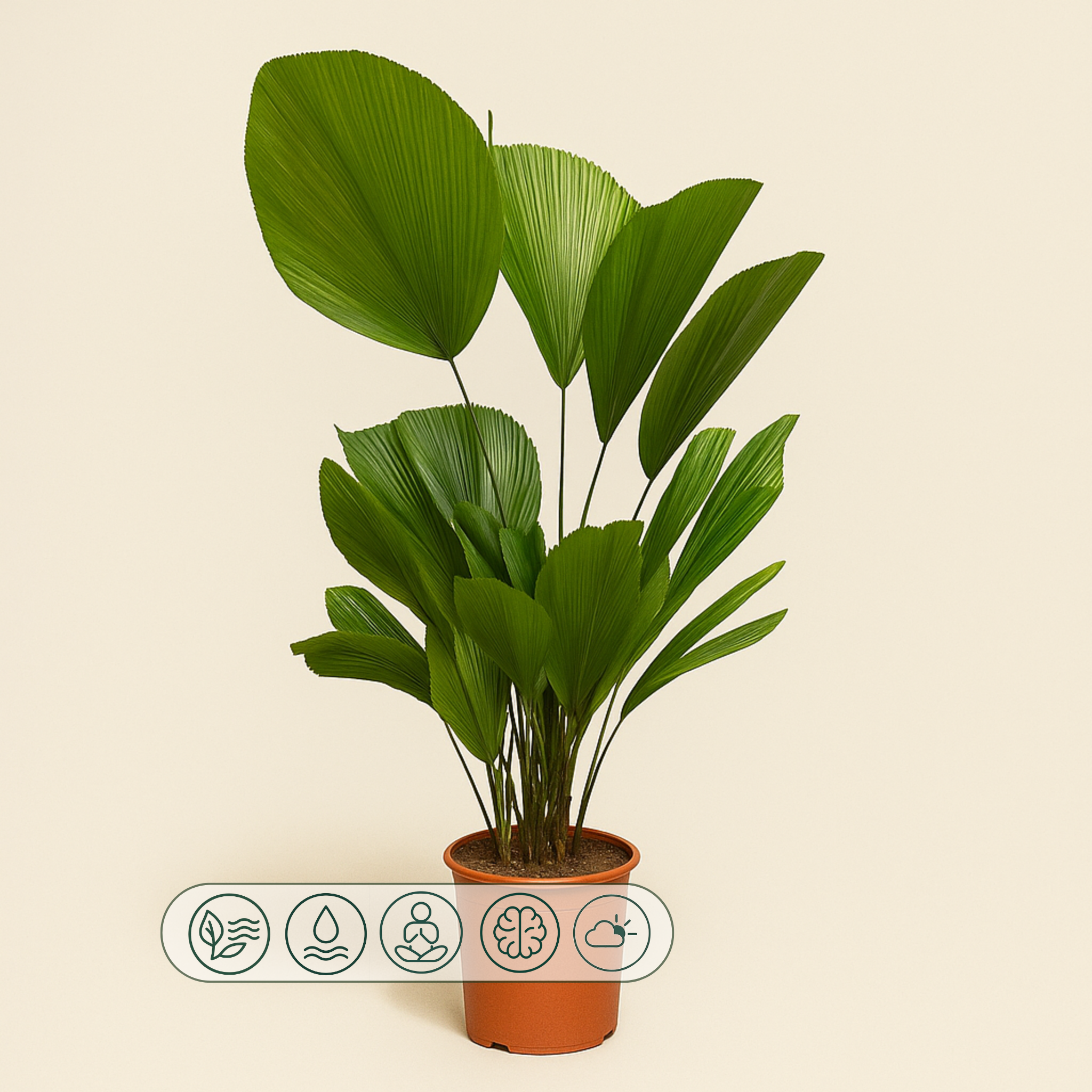 Fächerpalme – Licuala grandis - 100 cm - ø24 - Luna's Leaf Co. 