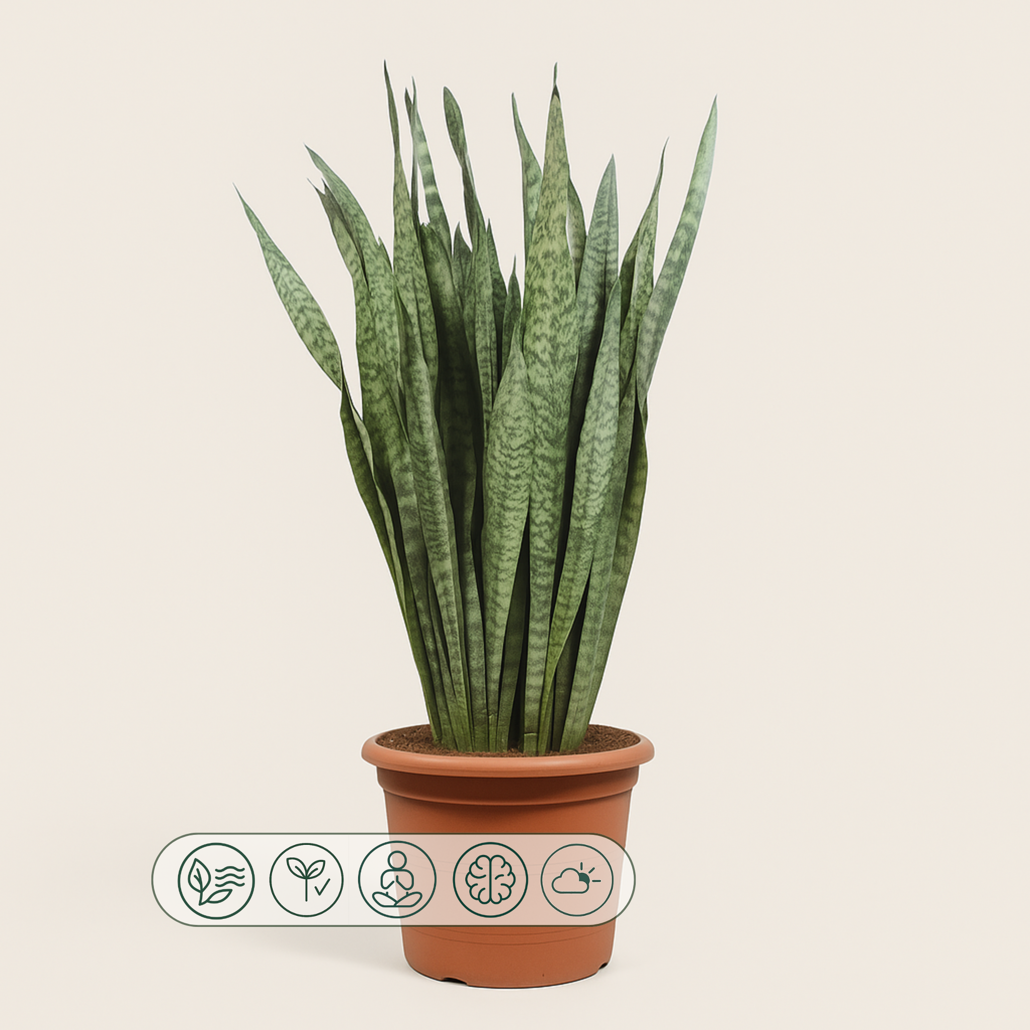 Bogenhanf – Sansevieria zeylanica - 110 cm - ø35 - Luna's Leaf Co. 