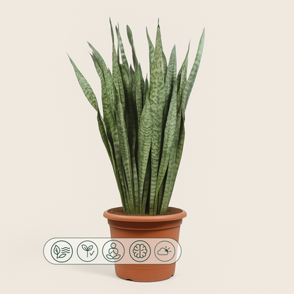 Bogenhanf – Sansevieria zeylanica - 110 cm - ø35 - Luna's Leaf Co. 