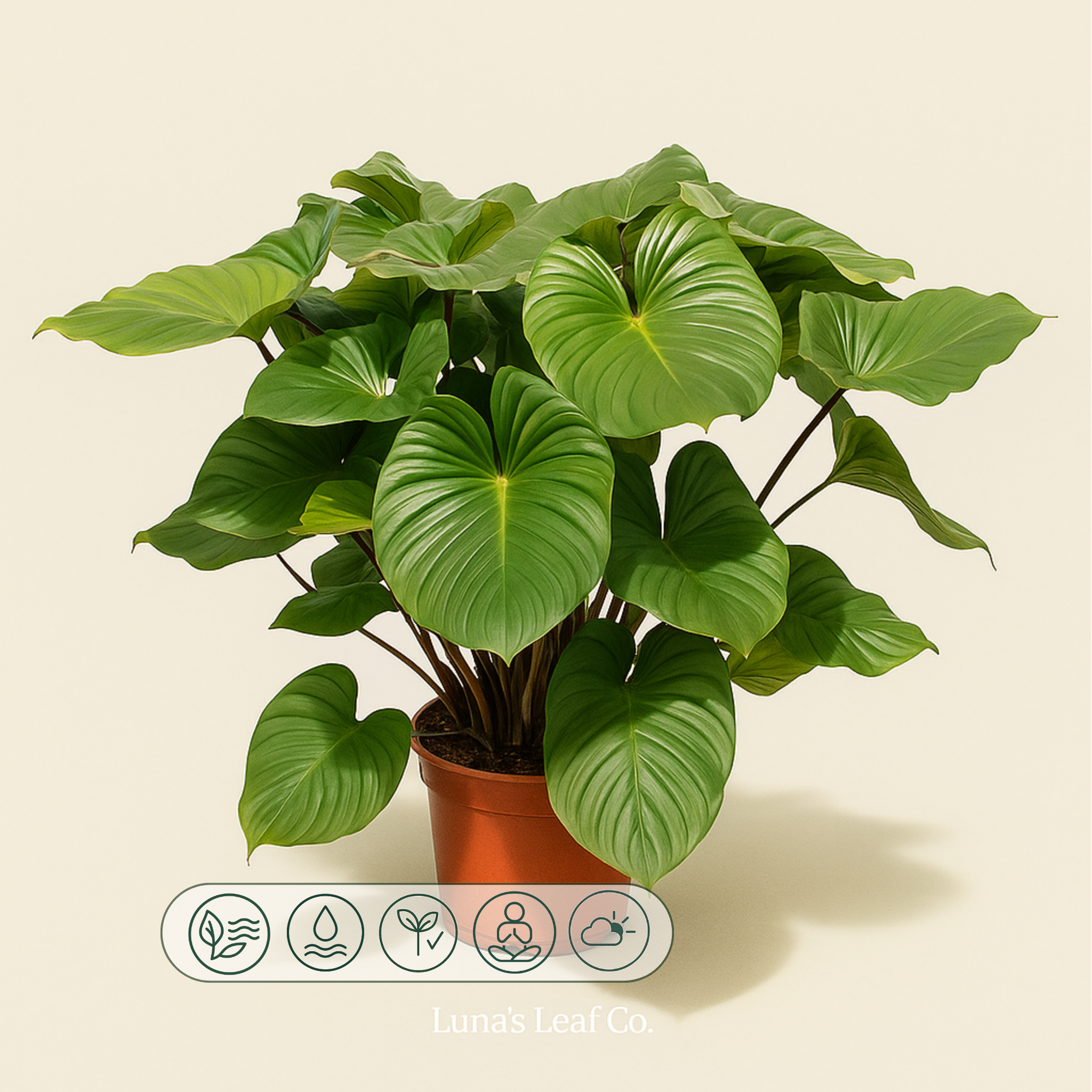 Homalomena Maggy – Homalomena rubescens - 130 cm - ø34 - Luna's Leaf Co. 