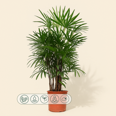 Steckenpalme – Rhapis excelsa - 190 cm - ø34 - Luna's Leaf Co. 