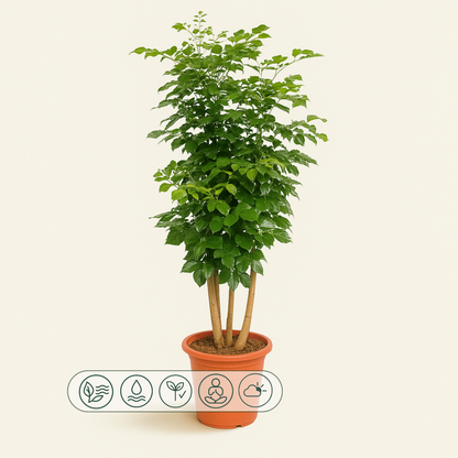 Radermachera Hainanensis – Radermachera hainanensis - 190 cm - ø40 - Luna's Leaf Co. 