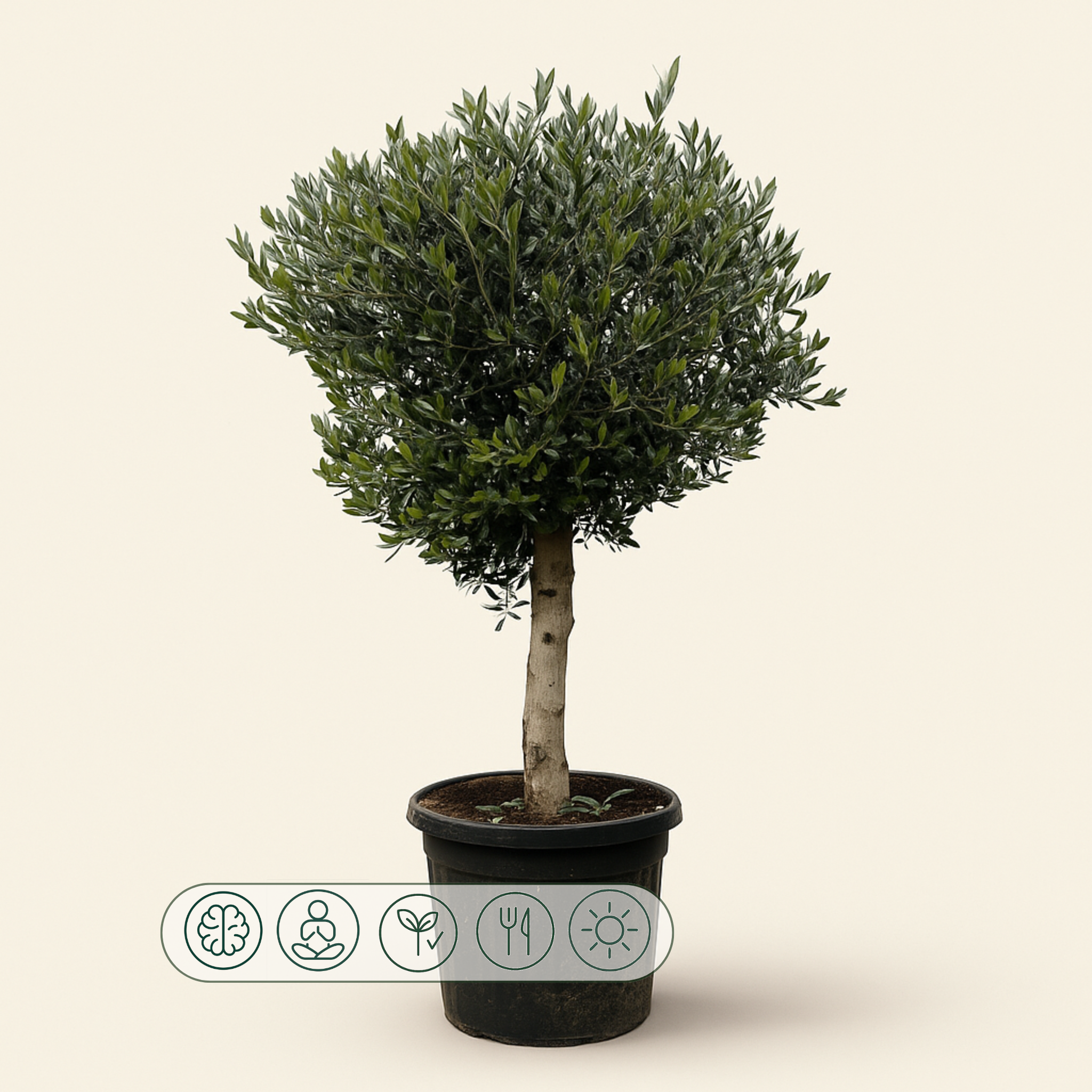 Olivenbaum – Olea europaea 'Lorc' - 180cm- Ø50 - Luna's Leaf Co. 