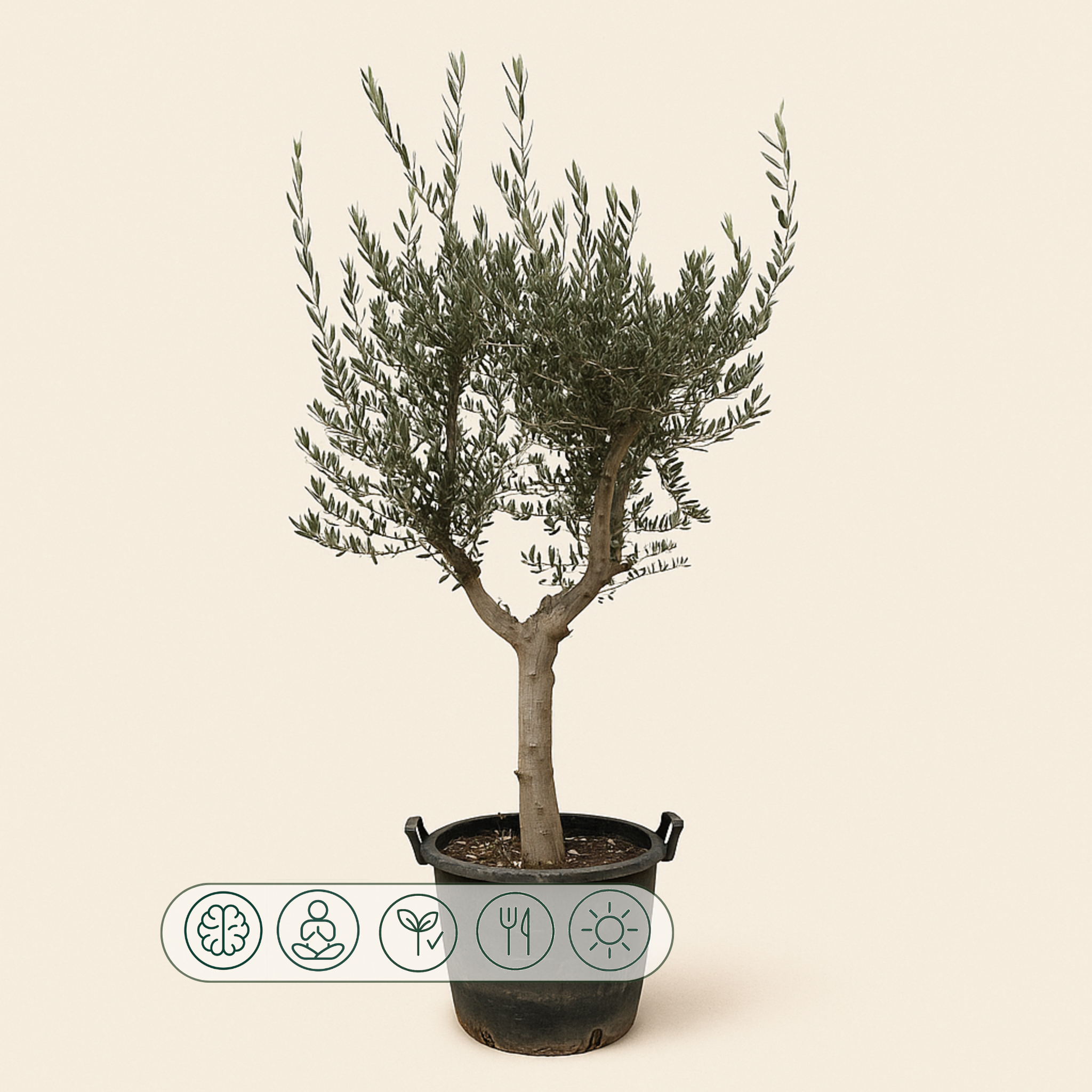 Olivenbaum – Olea europaea 'Cultivo' - 220cm- Ø40 - Luna's Leaf Co. 