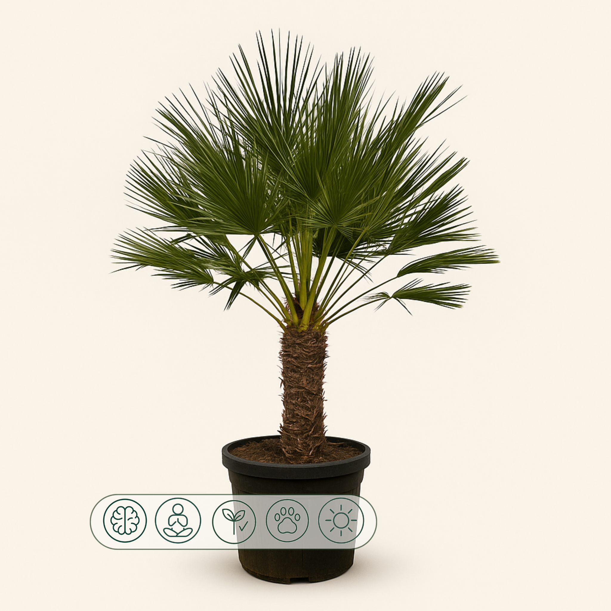Zwergpalme – Chamaerops humilis - 150 cm - Ø45cm - Luna's Leaf Co. 