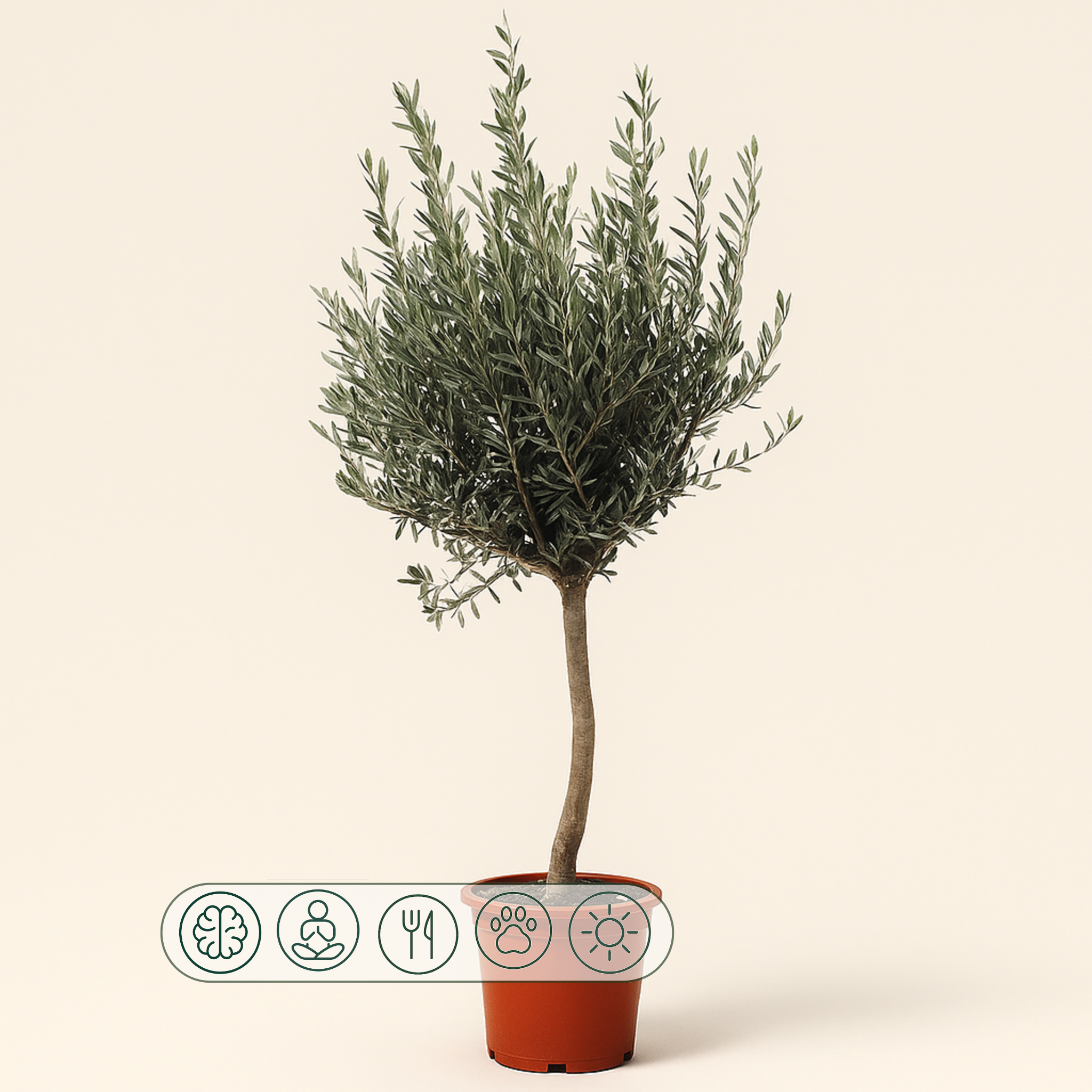 Olivenbaum auf Stamm – Olea europaea - 160cm- Ø24 - Luna's Leaf Co. 