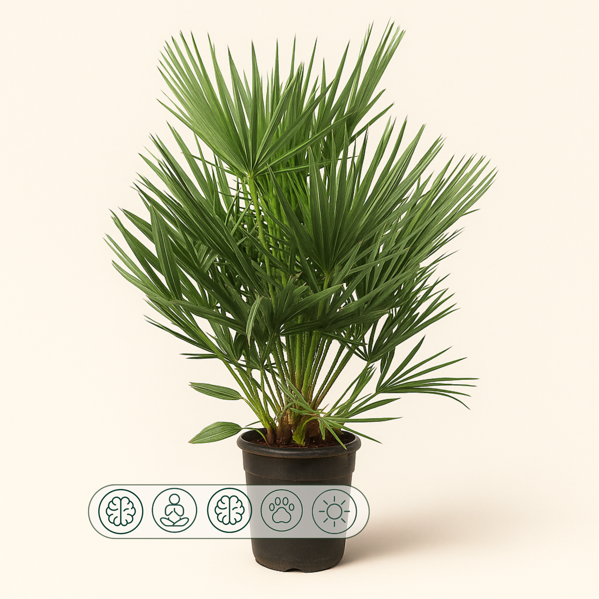 Zwergpalme – Chamaerops humilis - 100cm - Ø21 - Luna's Leaf Co. 