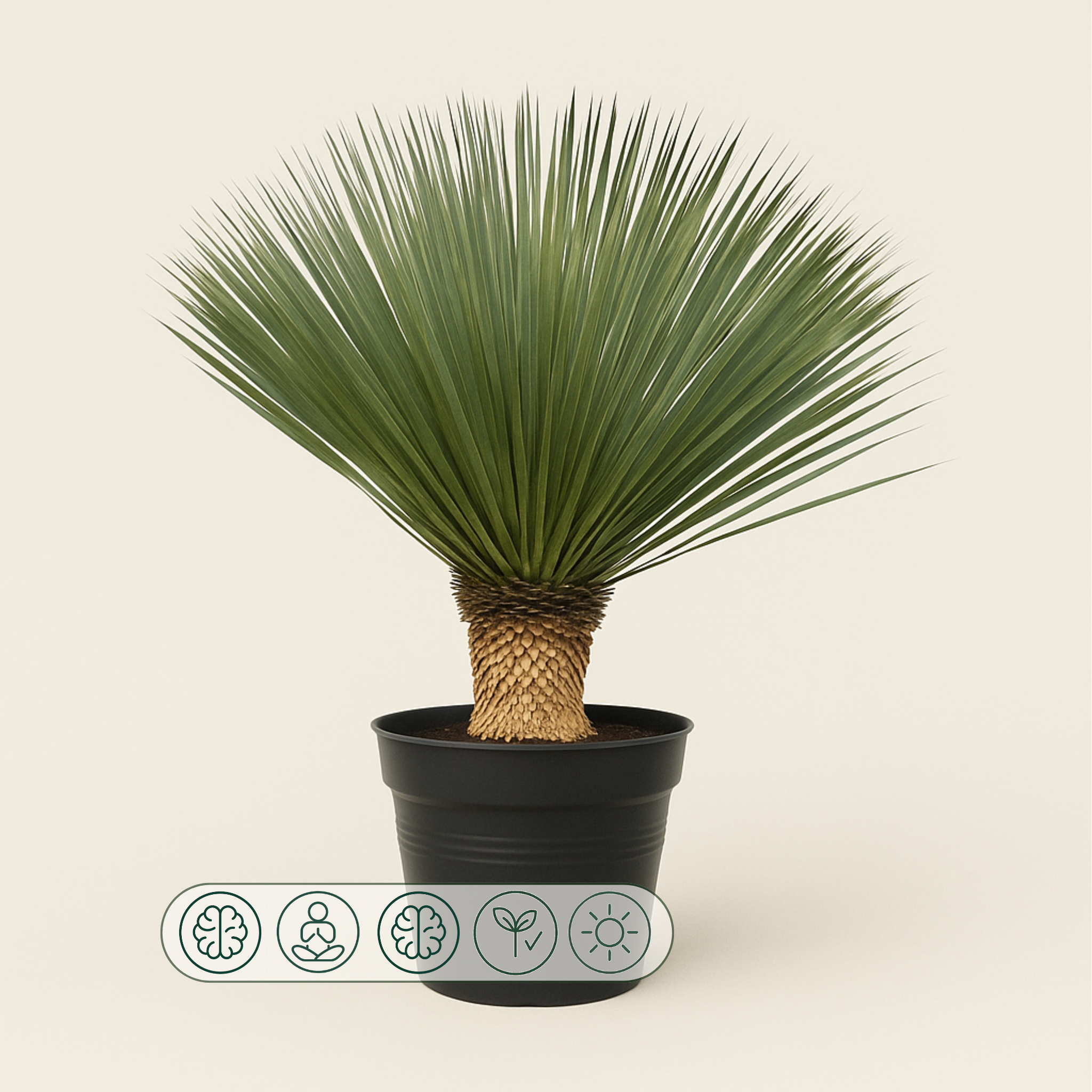 Kerzen-Palmlilie – Yucca rostrata - 90 cm- Ø38 - Luna's Leaf Co. 