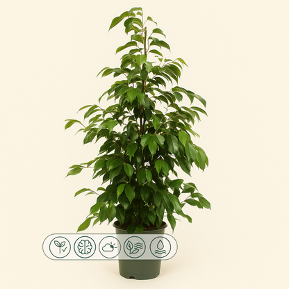 Birkenfeige  'Danielle' - Ficus benjamina 'Danielle' - 95cm - Ø21cm - Luna's Leaf Co. 