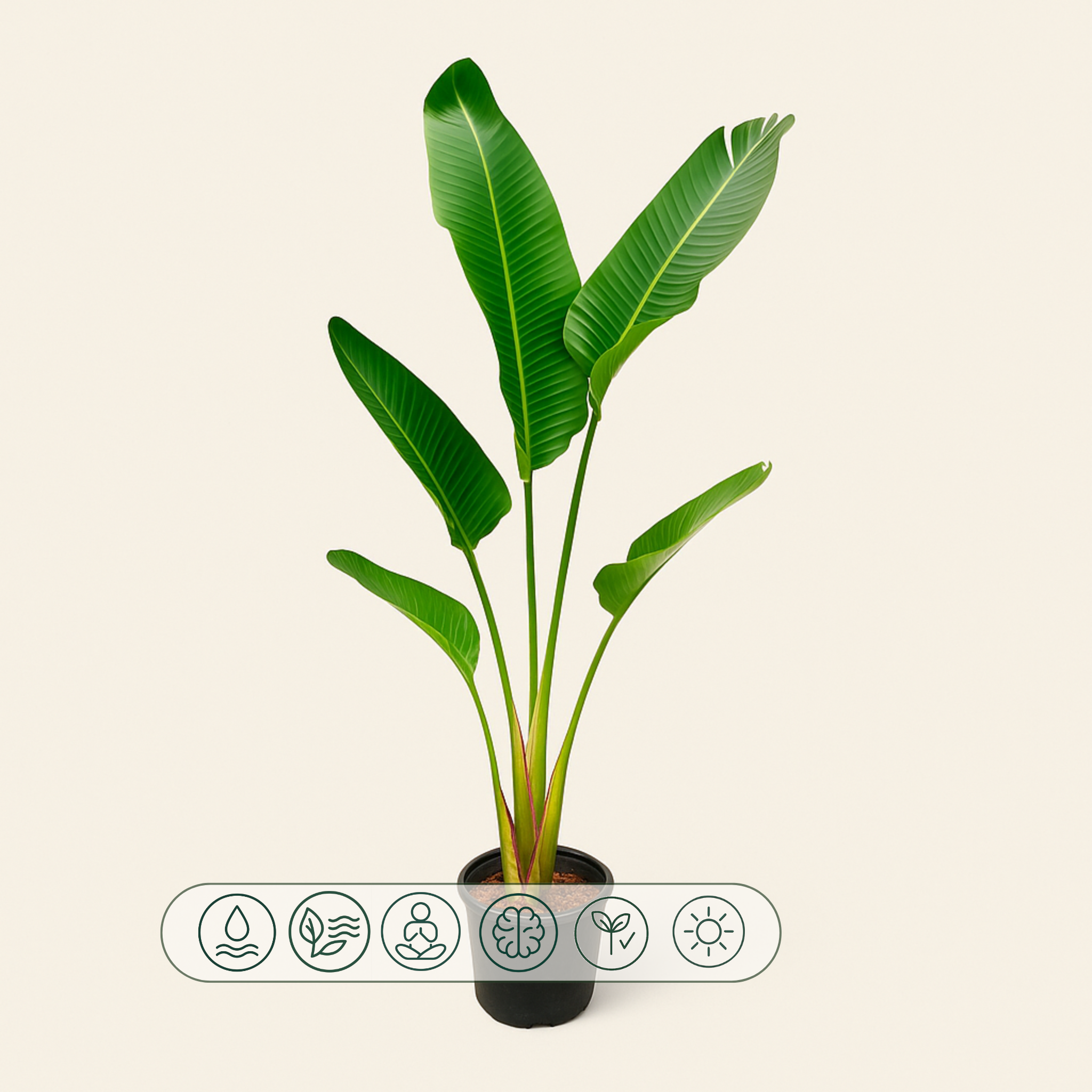 Weiße Baum-Strelitzie – Strelitzia augusta - 180cm - ⌀30 - Luna's Leaf Co. 