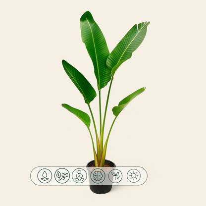 Weiße Baum-Strelitzie – Strelitzia augusta - 180cm - ⌀30 - Luna's Leaf Co. 
