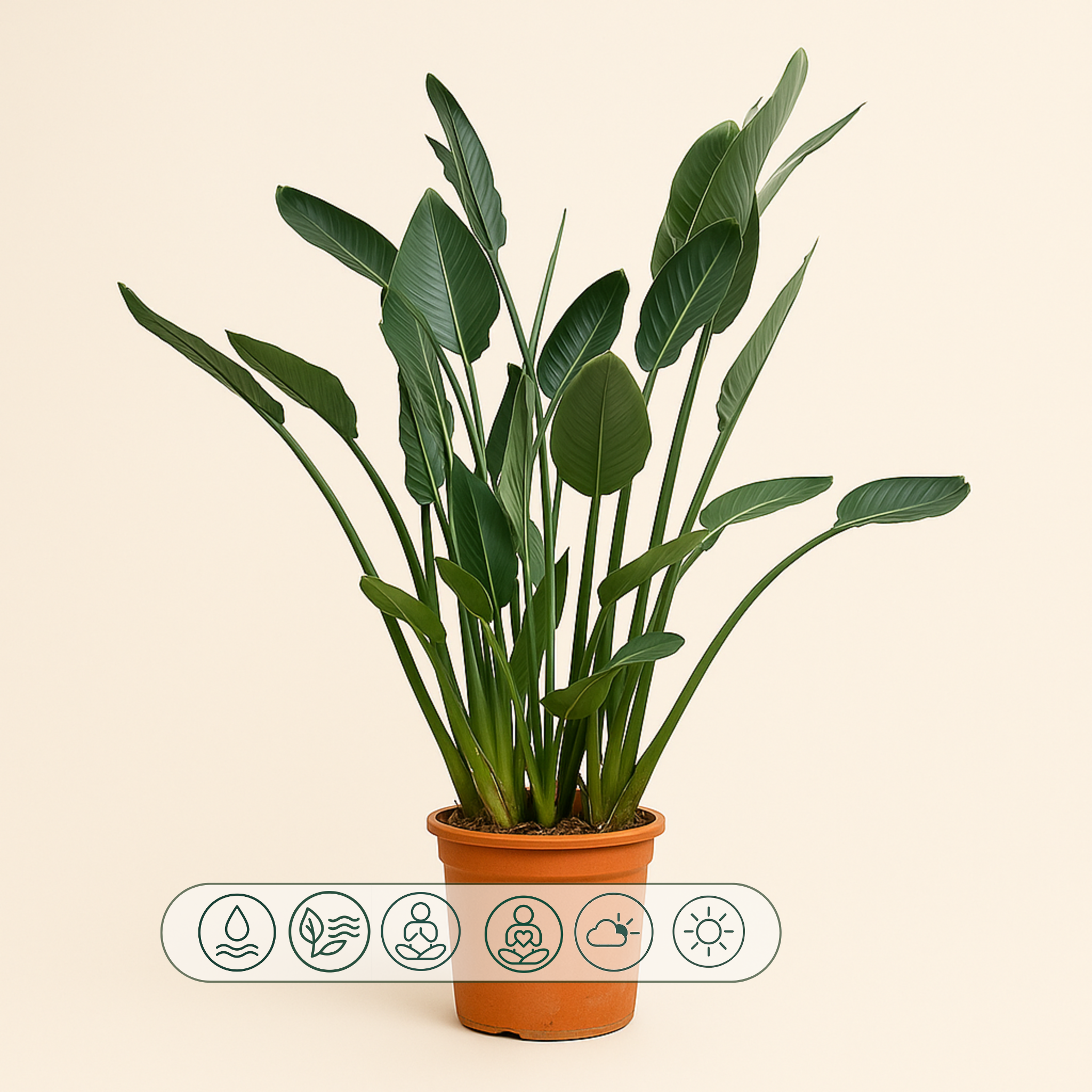 Paradiesvogelblume – Strelitzia reginae - 160cm - ⌀30 - Luna's Leaf Co. 