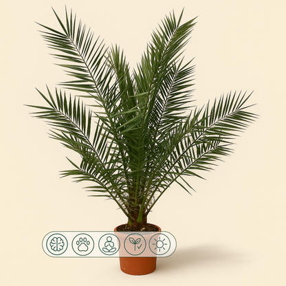 Phoenix Canariensis - 180cm- Ø25 - Luna's Leaf Co. 