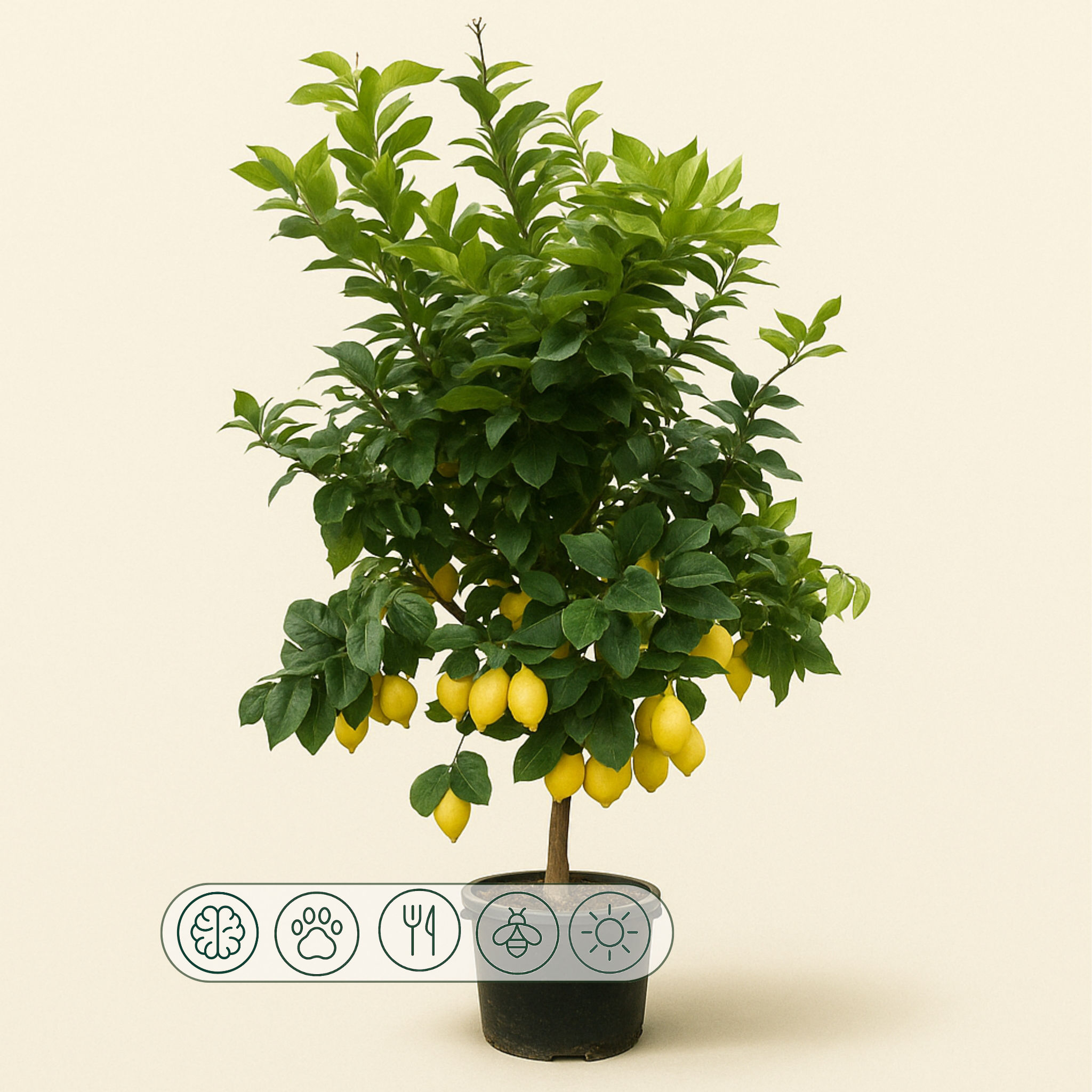 Zitronenbaum – Citrus limon - 200cm - ø40 - Luna's Leaf Co. 