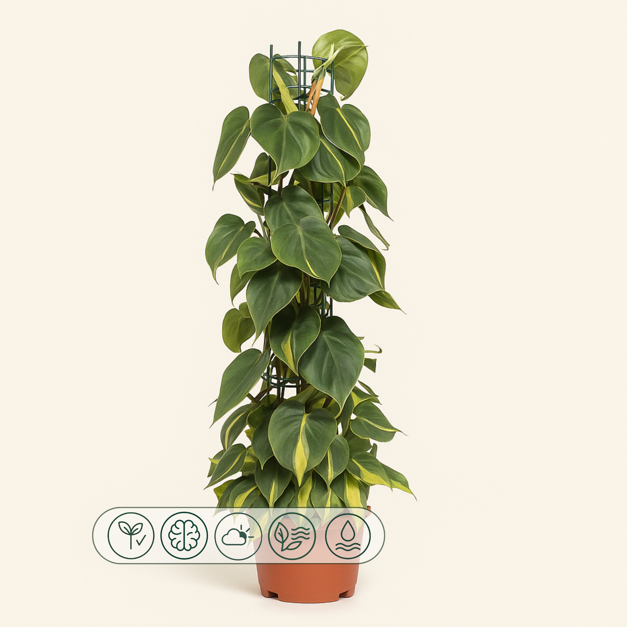Philodendron Scandens Brasil - 120cm - Ø24cm - Luna's Leaf Co. 