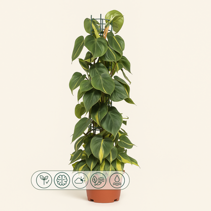 Philodendron Scandens Brasil - 120cm - Ø24cm - Luna's Leaf Co. 
