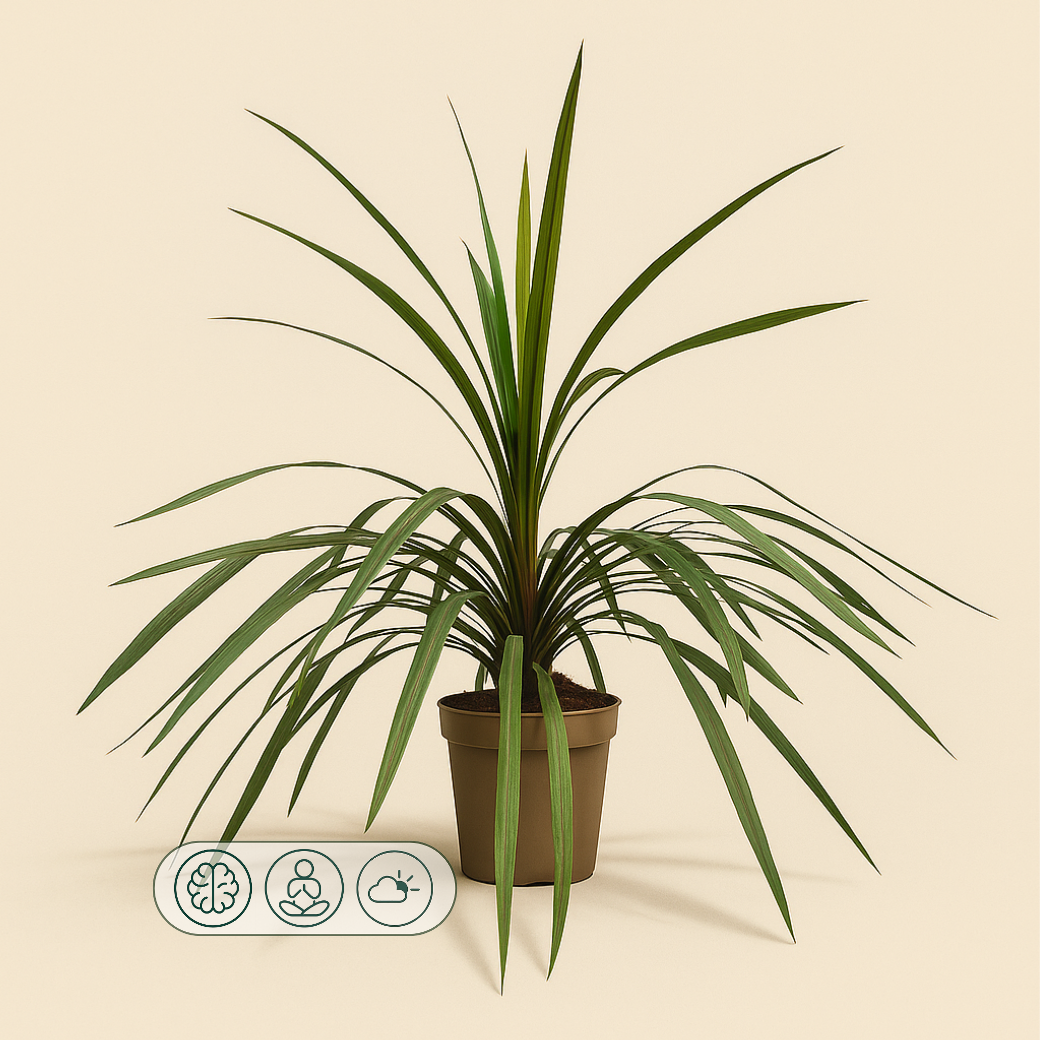Keulenlilie 'Peko' – Cordyline fruticosa 'Peko' - 90 cm - Ø24cm - Luna's Leaf Co. 