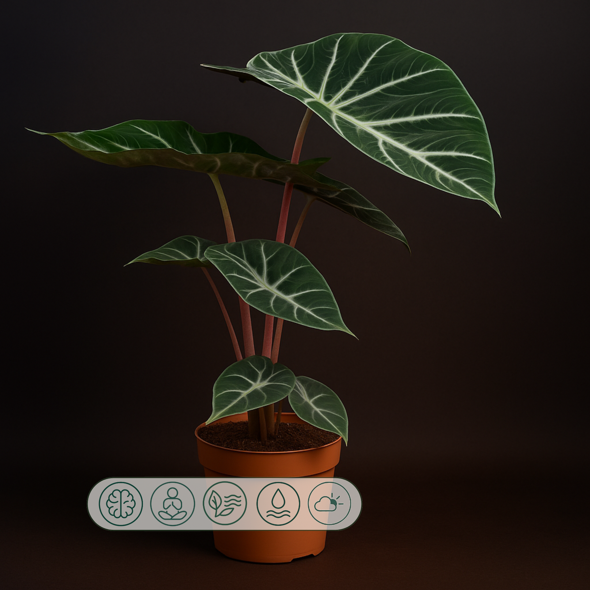 Premium Alocasia Pink Dragon – Alocasia pink dragon - 60 cm - Ø17cm - Luna's Leaf Co. 