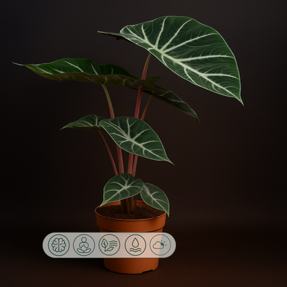 Premium Alocasia Pink Dragon – Alocasia pink dragon - 60 cm - Ø17cm - Luna's Leaf Co. 