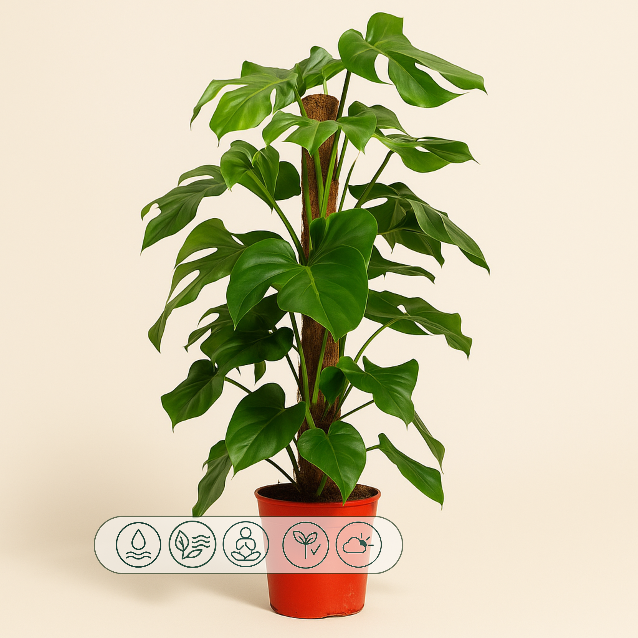 Fensterblatt – Monstera pertusum - 120 cm - ø24 - Luna's Leaf Co. 