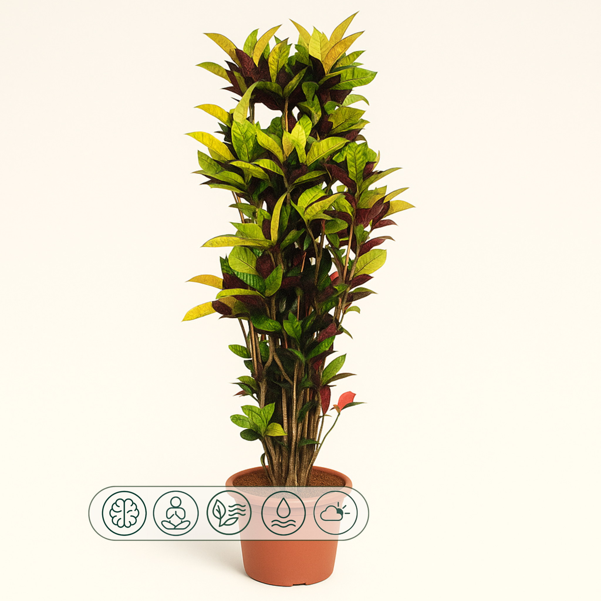 Croton Iceton – Codiaeum variegatum 'Iceton' - 190 cm - ø45 - Luna's Leaf Co. 