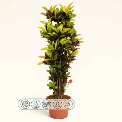 Croton Iceton – Codiaeum variegatum 'Iceton' - 190 cm - ø45 - Luna's Leaf Co. 