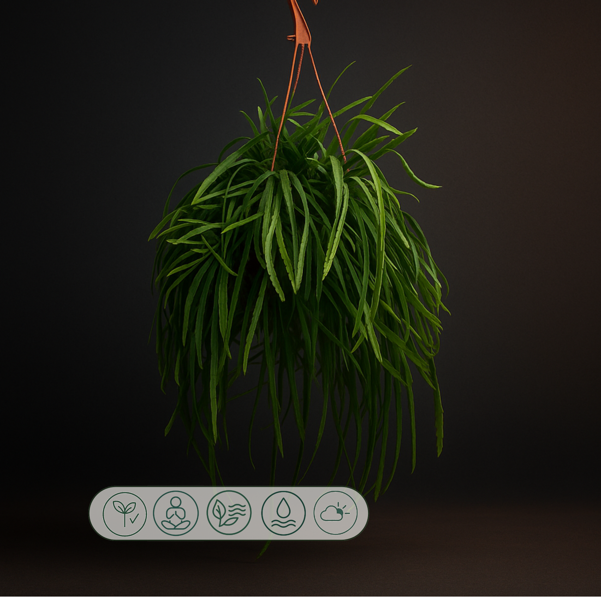 Premium Lepismium Bolivianum - 25cm - ø 17cm - Luna's Leaf Co. 