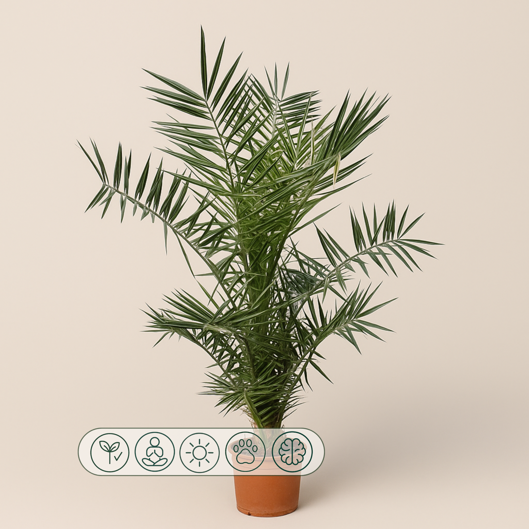 Kanarische Dattelpalme – Phoenix canariensis - 120cm- ø15 - Luna's Leaf Co. 