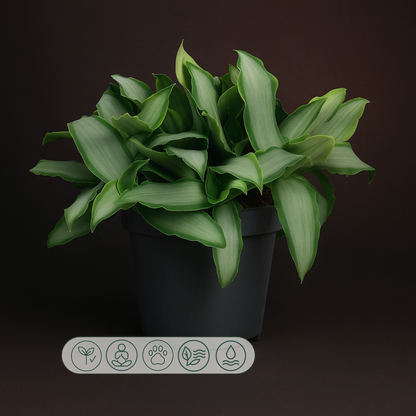 Premium Murdannia Bright Star – Murdannia loriformis 'Bright Star' - 20 cm - Ø12cm - Luna's Leaf Co. 