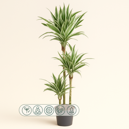 Drachenbaum White Stripe – Dracaena fragrans 'White Stripe' - 150 cm - ø24 - Luna's Leaf Co. 